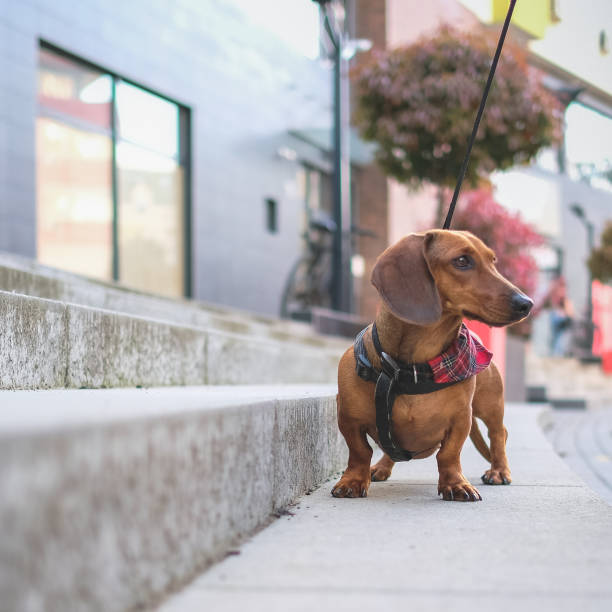 istock yellow dachshund walking on the stairs 1486085060