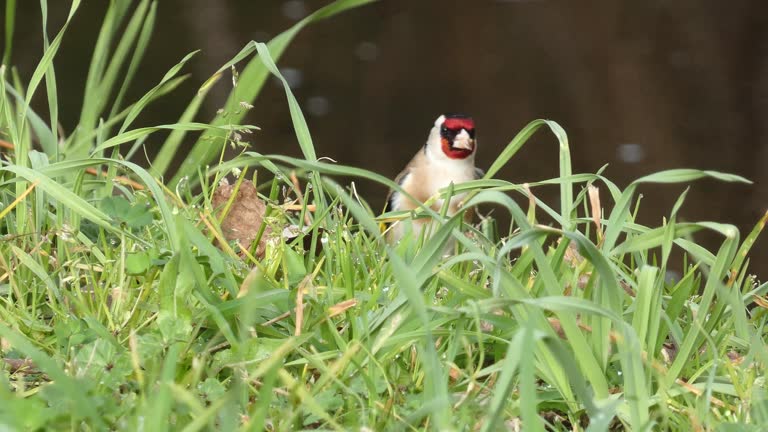 A single goldfinch or carduelis carduelis seeks food from tree seeds fallen to the ground, Isolated on natural background.