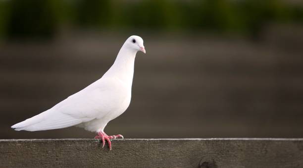 istock Selective focus shot of a white pigeon perched on a wooden field 1486085537