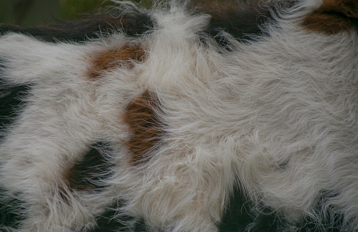 close-up of natural animal skin with colorful fur, abstract natural background of animal skin