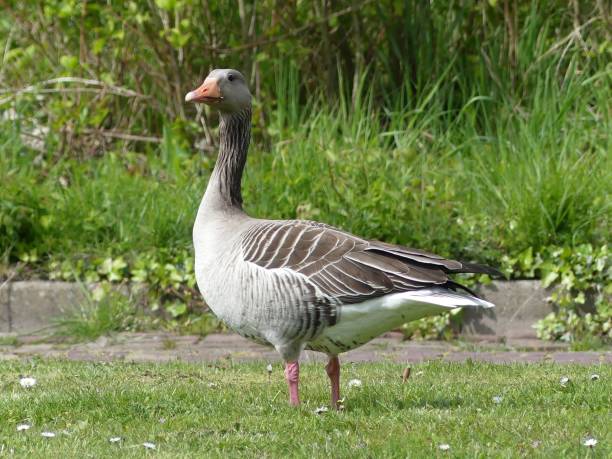 istock Beautiful gray goose (Anser anser) in a lush garden 1486085766