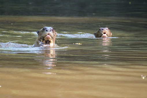 Otters thrive on the Los Llanos of Colombia