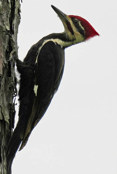 Pileated woodpecker A pileated woodpecker pecking at a large tree in the Ozark Mountains. pileated woodpecker stock pictures, royalty-free photos & images