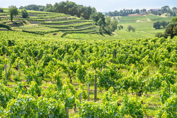 istock Vineyard in Saint Emilion, France 1486087472