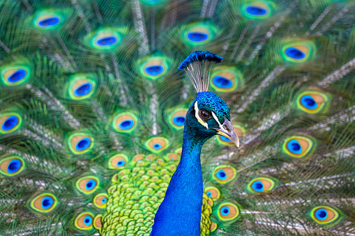 peafowl bird. headshot Portrait close-up