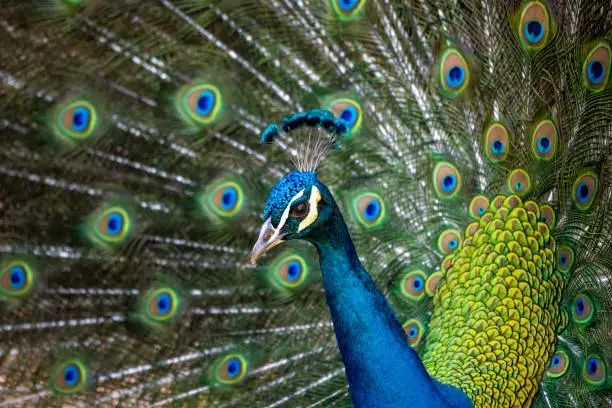 An Indian peafowl on display at the Los Angeles County Arboretum.