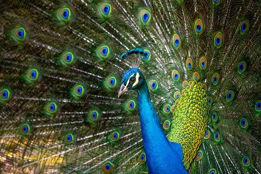 Albino peacock bird displaying out spread tail feathers with white plumage in zoo park. Wild animal in nature.