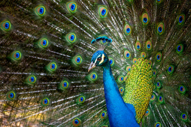 istock Peacock and Colorful Feathers 1486089710