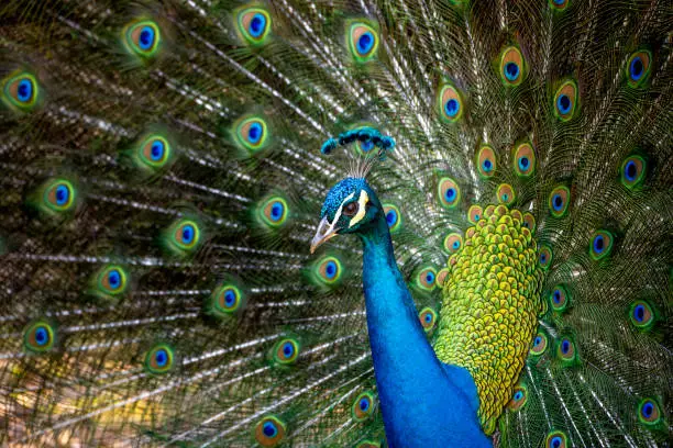 An Indian peafowl on display at the Los Angeles County Arboretum.