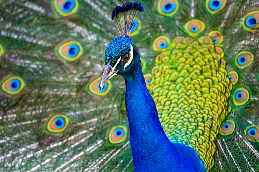 A beautiful close-up profile shot of a peacock’s head and neck against a plain grey background.