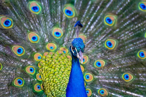 An Indian peafowl on display at the Los Angeles County Arboretum.