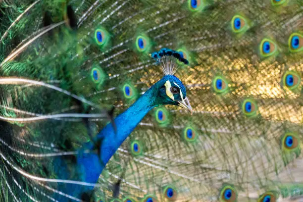 An Indian peafowl on display at the Los Angeles County Arboretum.