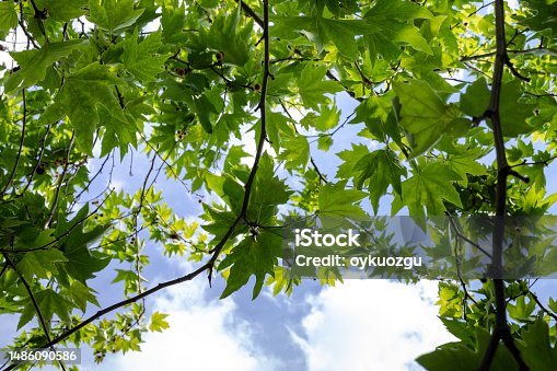istock Platanus tree on a sky background.  Branch of Platanus orientalis with round sycamore fruit. 1486090586