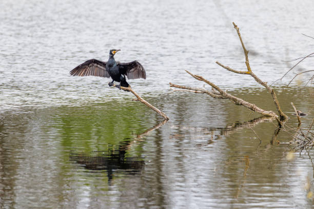 istock a cormorant spreads its wings to dry 1486090753