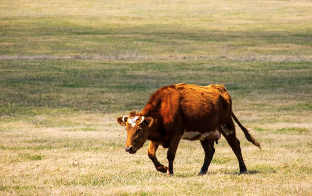 istock A brown cow is grazing in a meadow. 1486091092