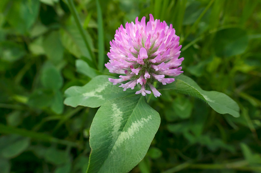 Trifolium pratense, Red clover. Perennial wild grass of the legume family.