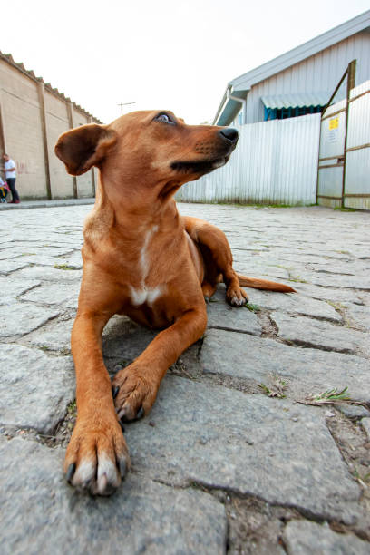 istock Stray dog on the ground with a happy face 1486093050