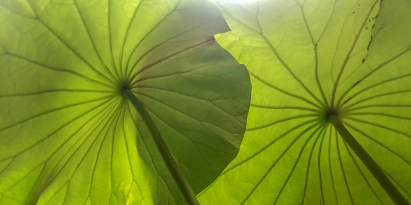 Low angle photo of the lotus leaf at the bottom