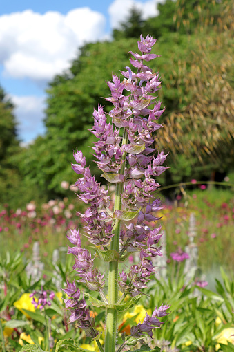 Salvia sclarea or clary sage in a wonderful herb- and flower garden.