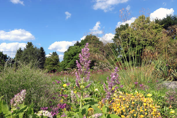 Salvia sclarea or clary sage in a wonderful herb- and flower garden.