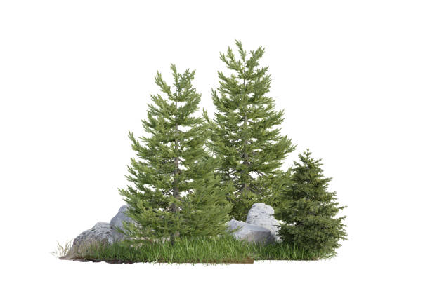 istock isolated unique tree small forest with small rock and small grass field 1486094188