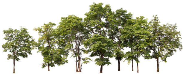 prise de vue d’arbre panoramique avec fond blanc pn isolé - leaf maple green white photos et images de collection