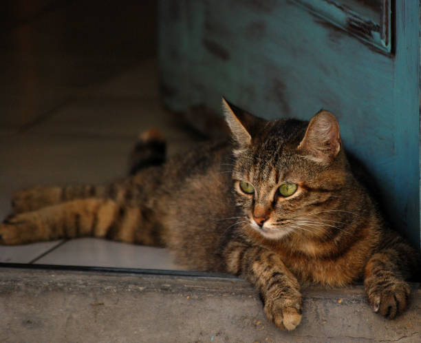 istock Adorable street stray cat 1486094886