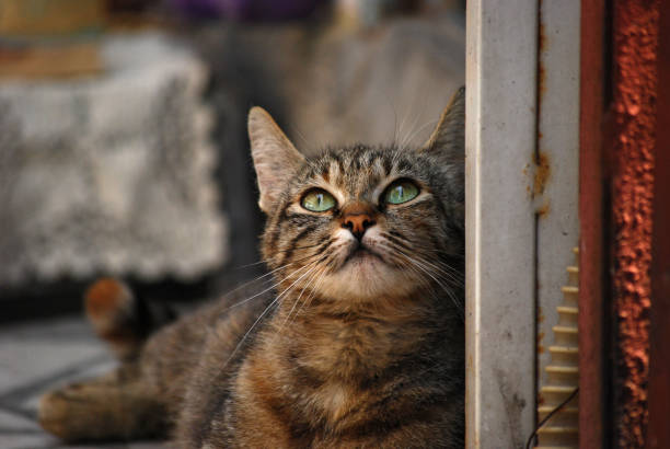 istock Adorable street stray cat 1486094894