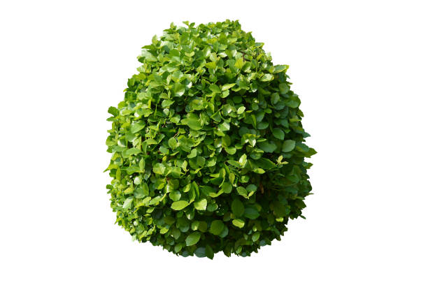istock green bush isolated on white background 1486095097