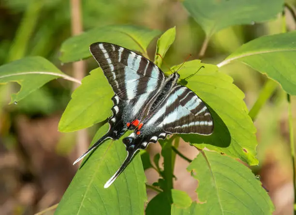 This beautiful Zebra Swallowtail butterfly was photographed while it was stretching its wings in a Missouri woodland.