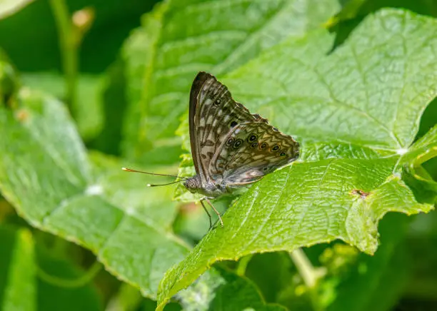 The beautiful and detailed underside of a Hackberry Emperor butterfly sitting on the foliage of a Missouri woodland.
