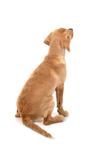istock puppy labrado retriever 1486097558