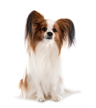 papillon dog in front of white background