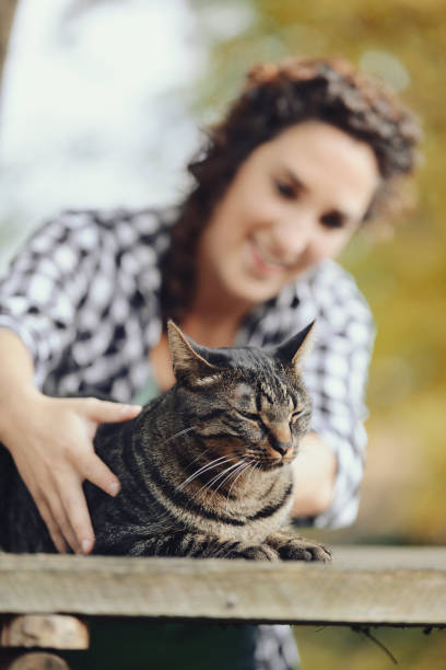 istock a cute tiger cat enjoys cuddles 1486099464