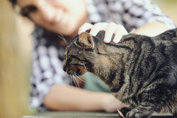 istock Come kitten! Let me pet you! Meow! 1486099478