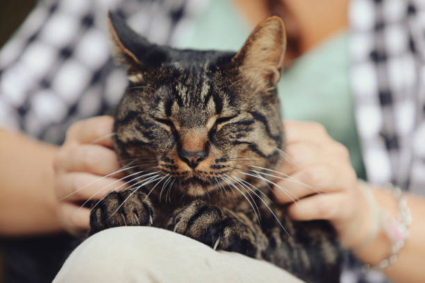 istock a cute tiger cat enjoys cuddles 1486099589