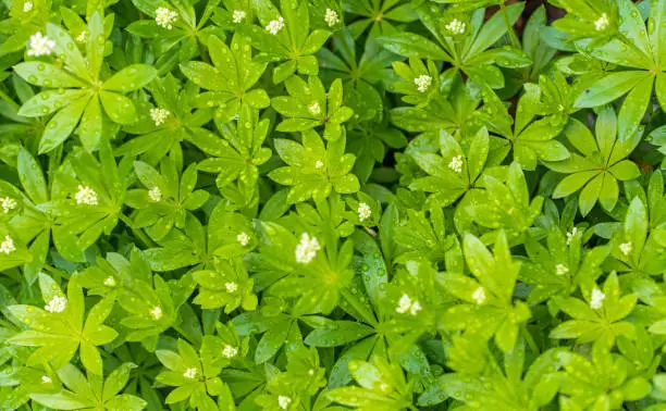 April 2023: Close-up of flowering Woodruff Plant