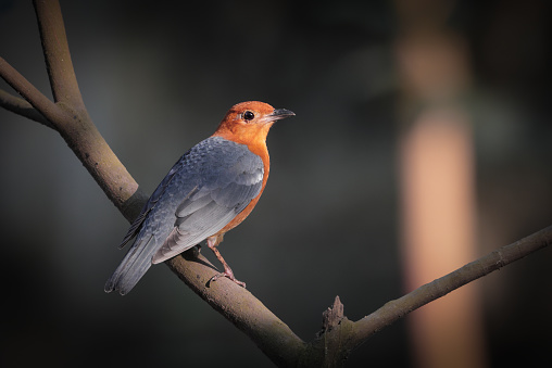 orange-headed thrush is a bird in the thrush family. It is common in well-wooded areas of the Indian Subcontinent and Southeast Asia.