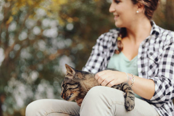 istock a cute tiger cat enjoys cuddles 1486102152