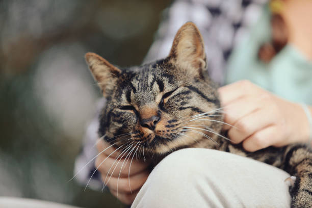 istock a cute tiger cat enjoys cuddles 1486102175