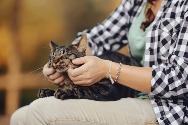 istock a cute tiger cat enjoys cuddles 1486102786