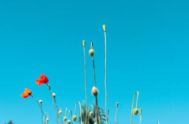 Low angle view of flowering plants against clear blue sky