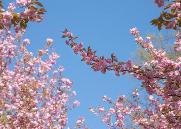 istock Cherry blossom tree in spring with blue sky in the background 1486105983