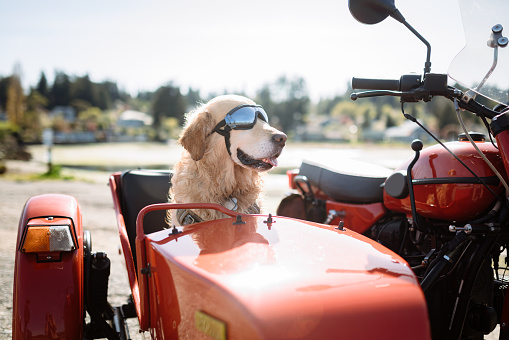 A Caucasian man and his pet Labrador retriever get ready for a sunny afternoon ride in an old fashioned motorbike with a side passenger car.  Shot in Washington state.