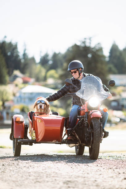 A Caucasian man and his pet Labrador retriever get ready for a sunny afternoon ride in an old fashioned motorbike with a side passenger car.  Shot in Washington state.