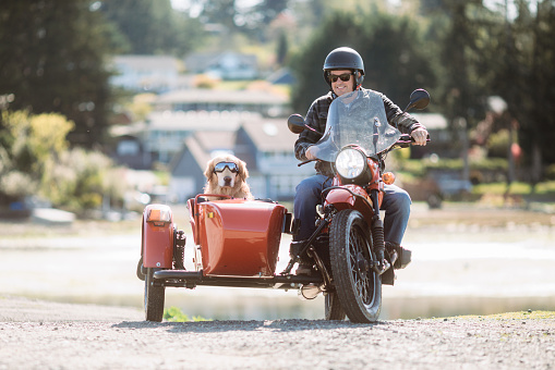 A Caucasian man and his pet Labrador retriever get ready for a sunny afternoon ride in an old fashioned motorbike with a side passenger car.  Shot in Washington state.