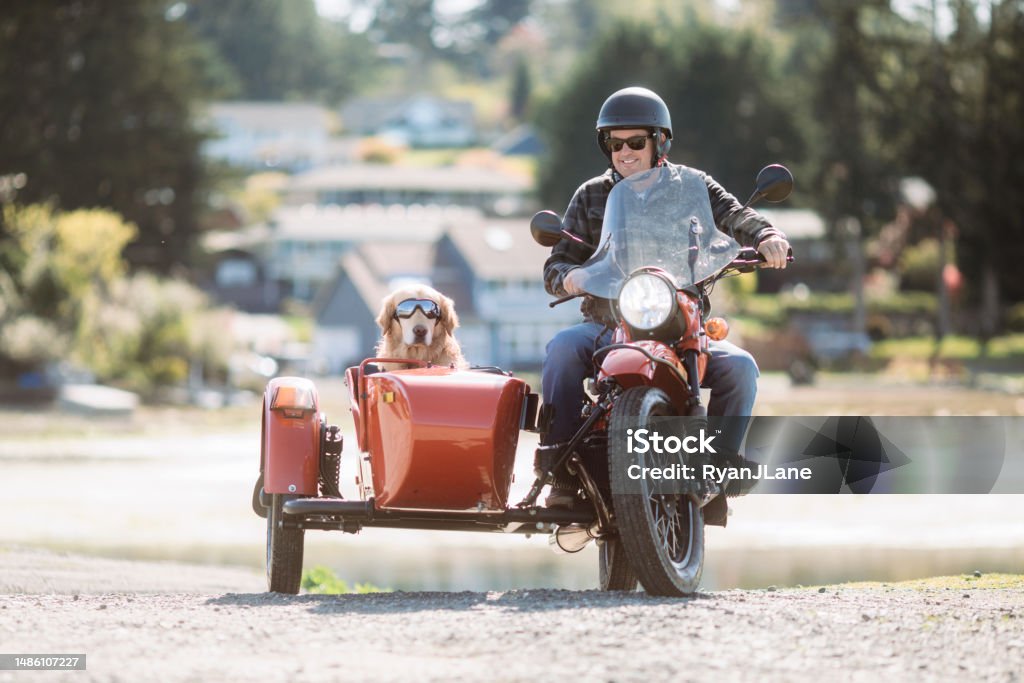 Man And Dog Ride in Vintage Sidecar Motorcycle A Caucasian man and his pet Labrador retriever get ready for a sunny afternoon ride in an old fashioned motorbike with a side passenger car.  Shot in Washington state. Motorcycle Stock Photo