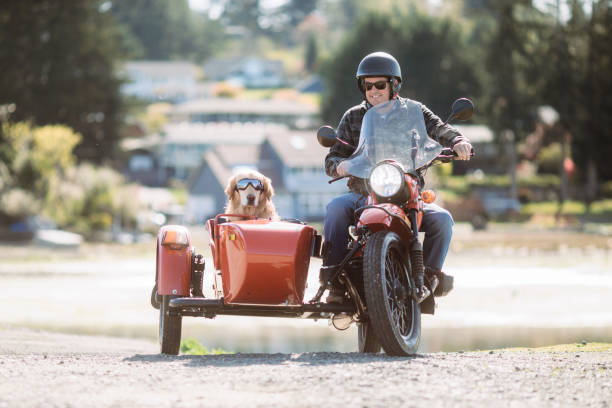 Man And Dog Ride in Vintage Sidecar Motorcycle stock photo