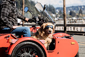 Man And Dog Ride in Vintage Sidecar Motorcycle
