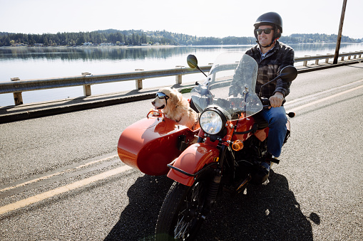 A Caucasian man and his pet Labrador retriever get ready for a sunny afternoon ride in an old fashioned motorbike with a side passenger car.  Shot in Washington state.